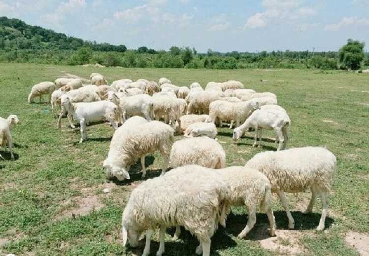 Đồi Cừu Suối Nghệ có phải là nơi sản sinh ra những tấm hình sống ảo cực chất
