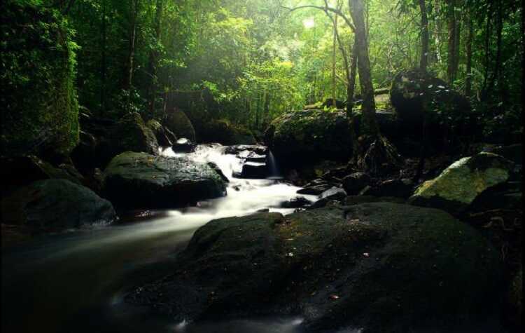Suối Tranh Phú Quốc là nơi giao thoa giữa suối rừng và cây cỏ