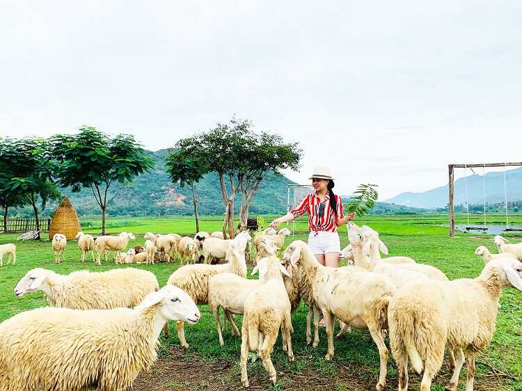 Đồng Cừu Suối Tiên là điểm chụp hình sống ảo theo phong cách châu âu